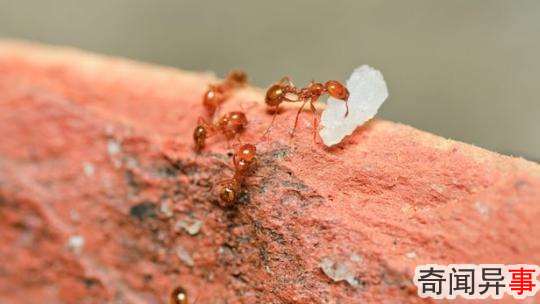 fire-ant-venom-psoriasis-1.jpg