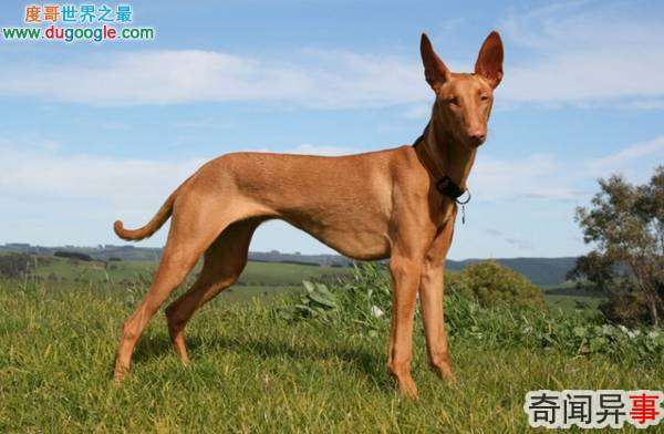 ĹNo.5:ȮPharaoh Hound