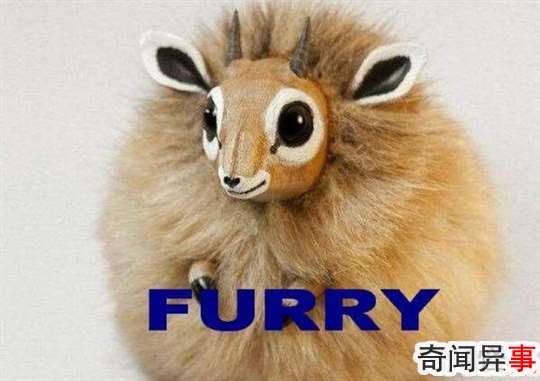 FURRYʲô?